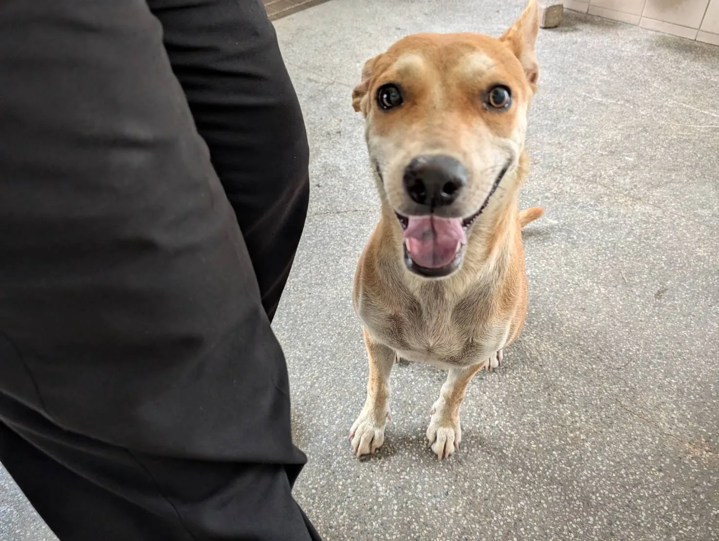 混種犬