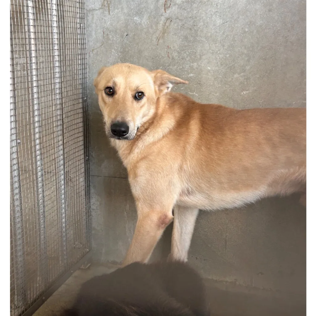 混種犬