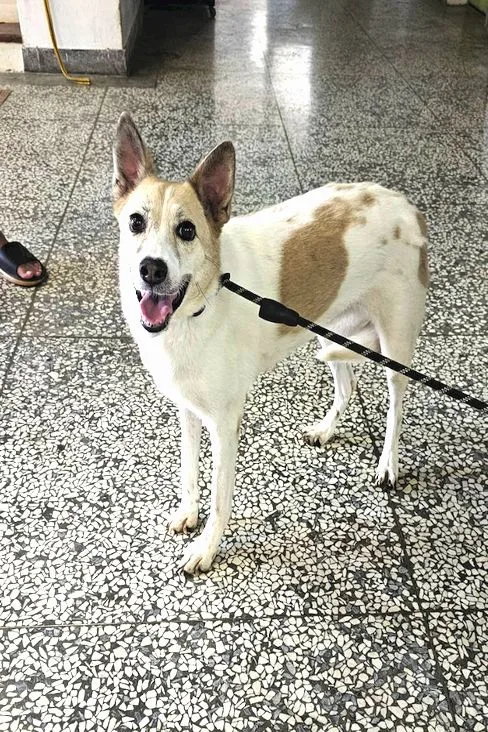 混種犬