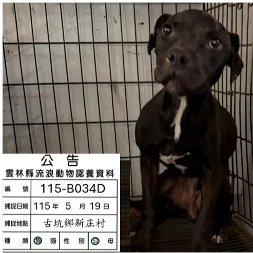 比特犬