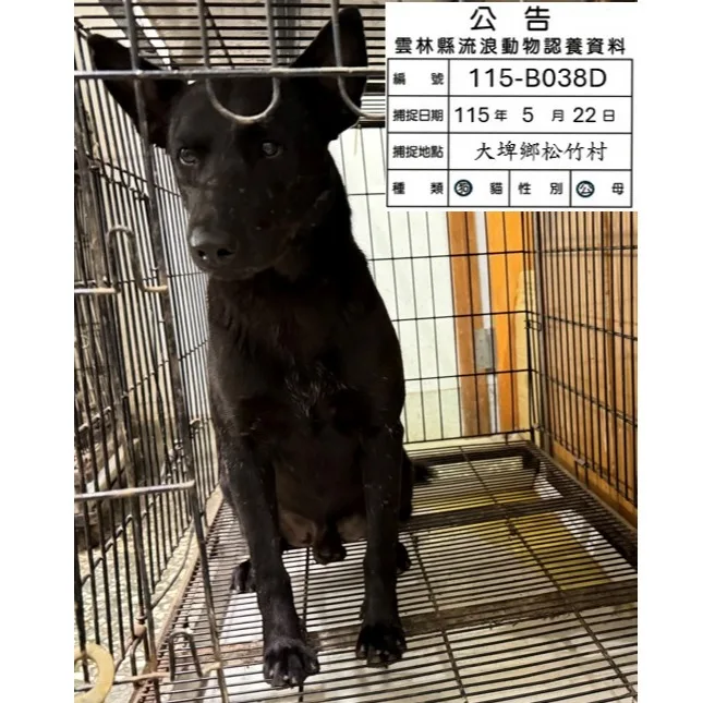 混種犬