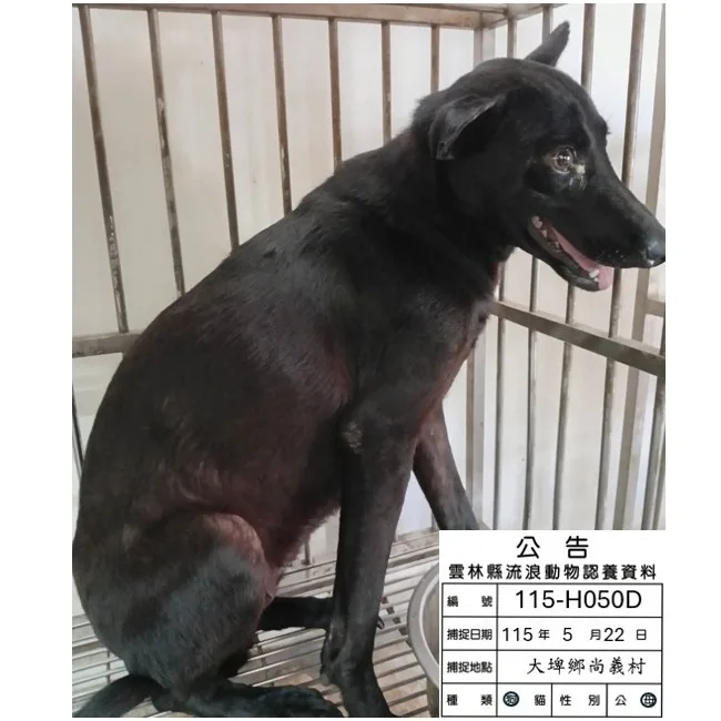 混種犬