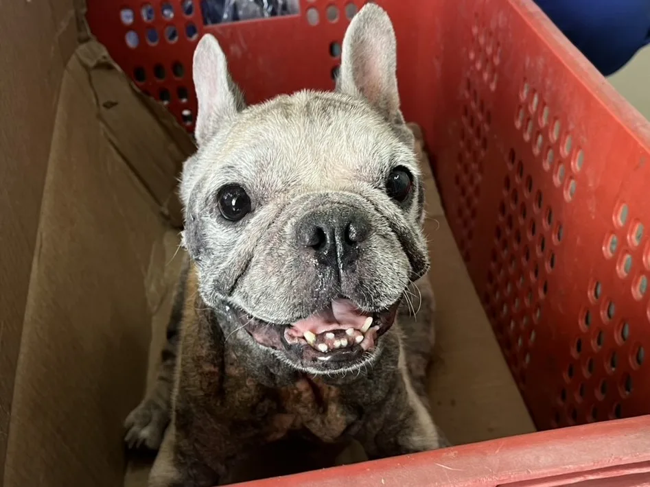 法國鬥牛犬