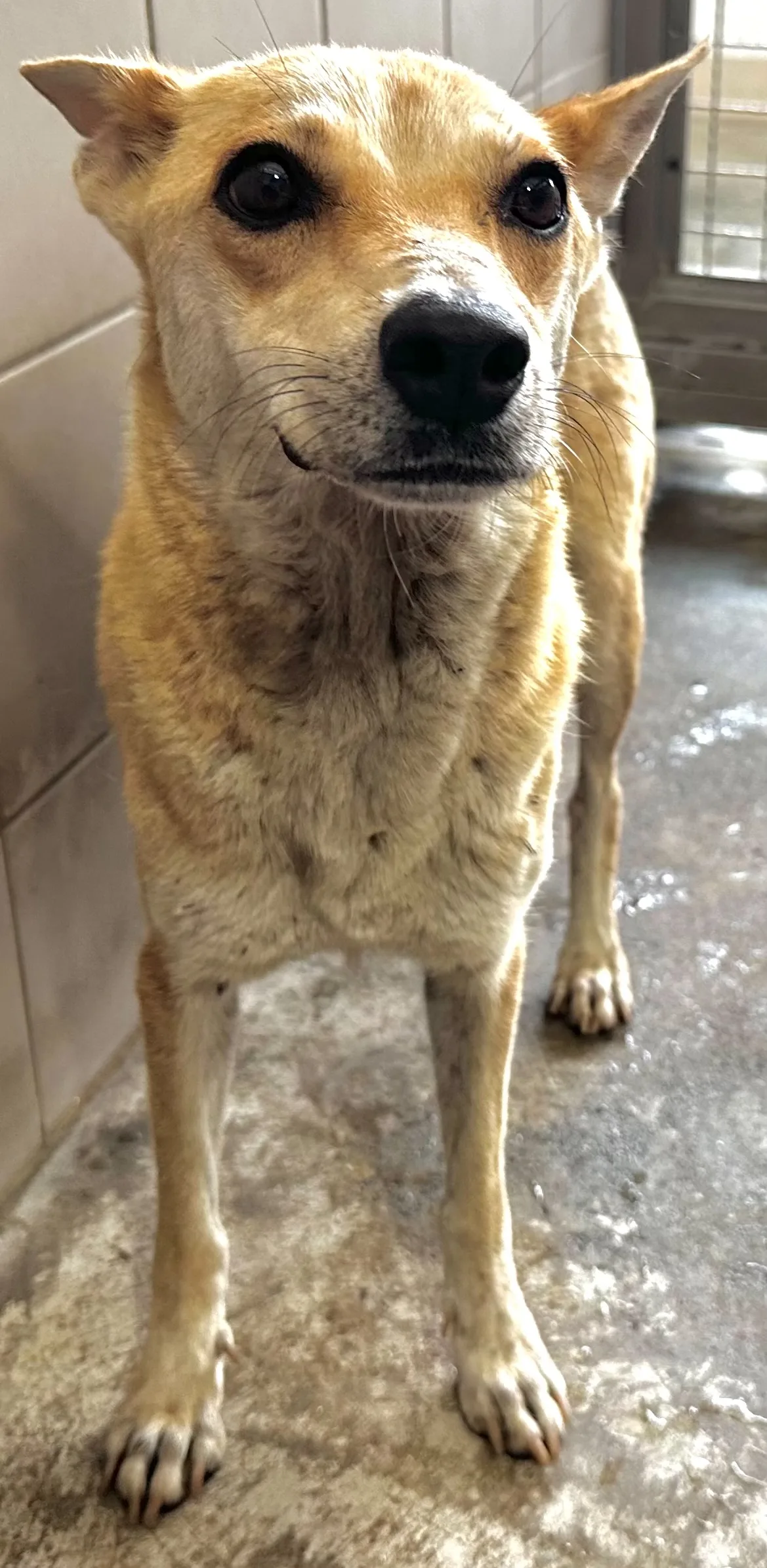 混種犬