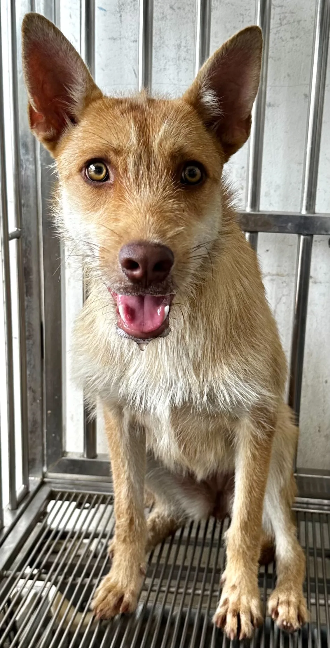 混種犬