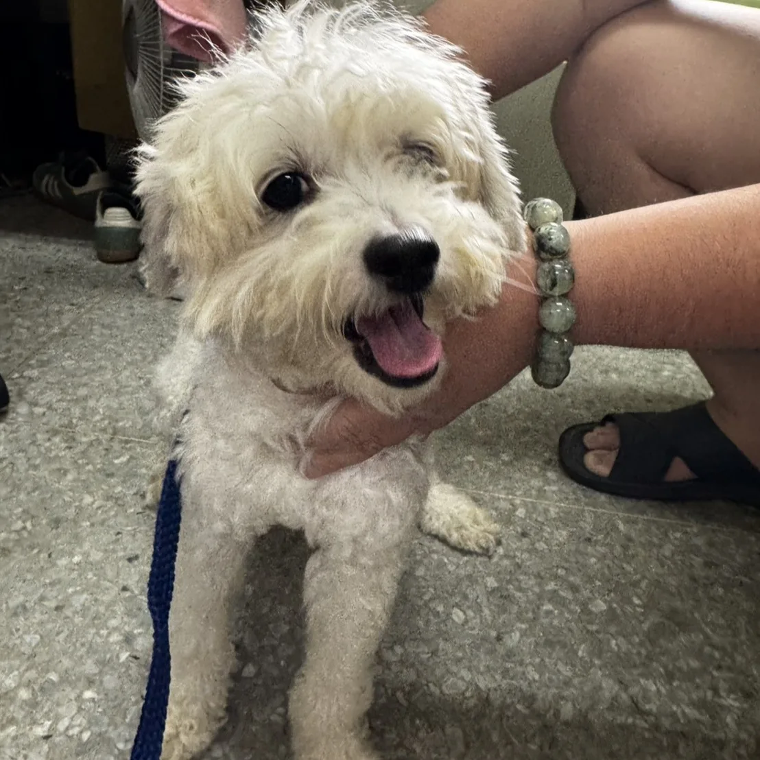 貴賓犬