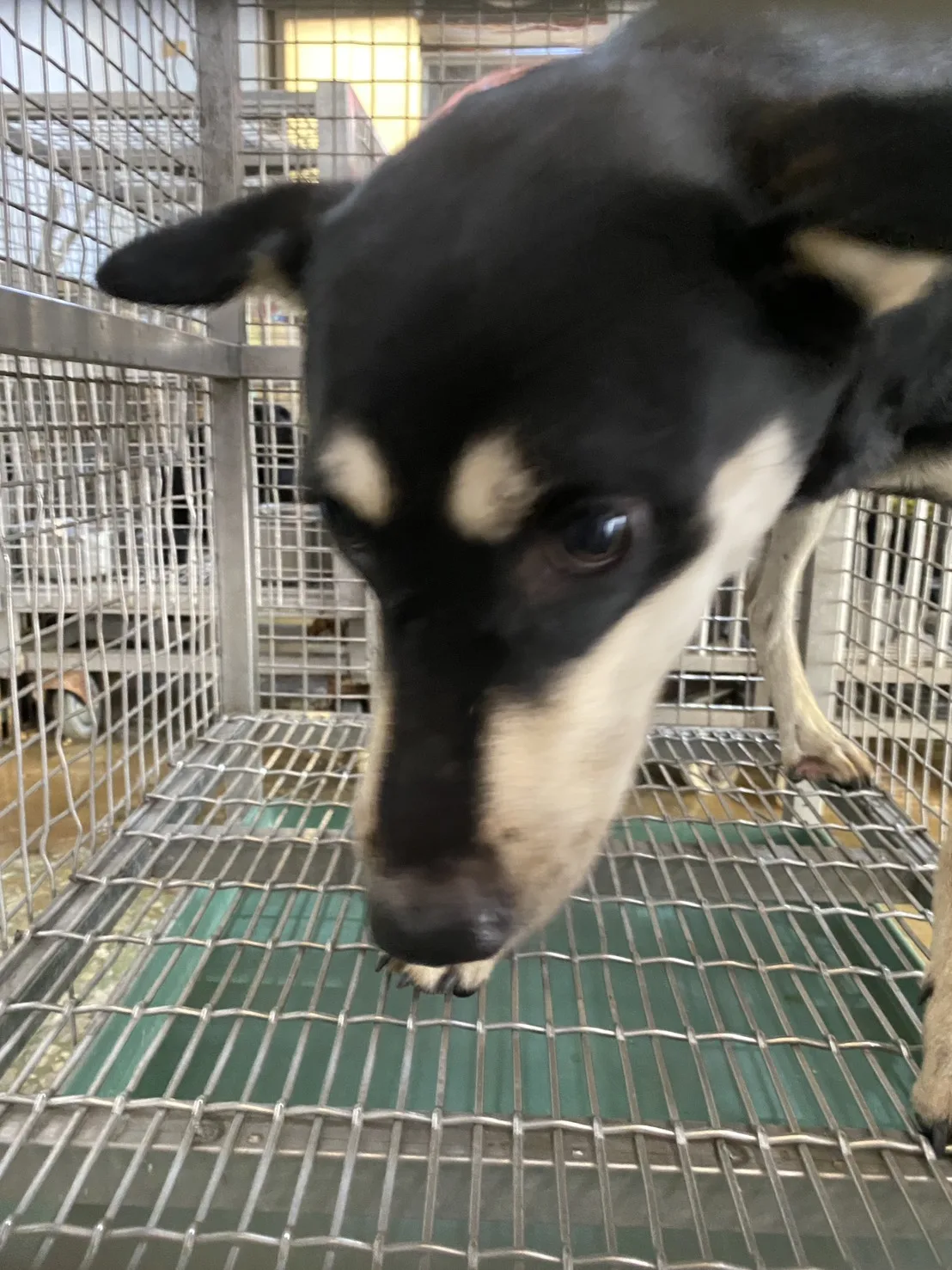 混種犬