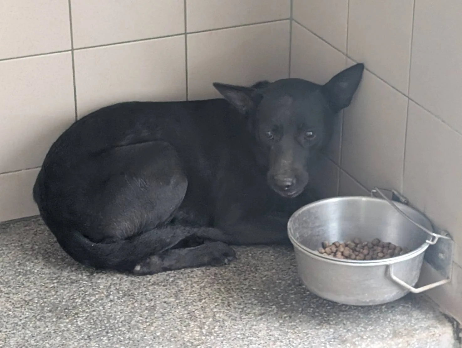 混種犬