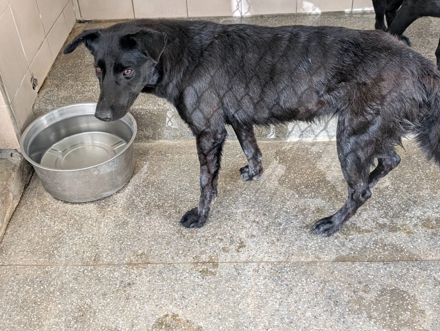 混種犬