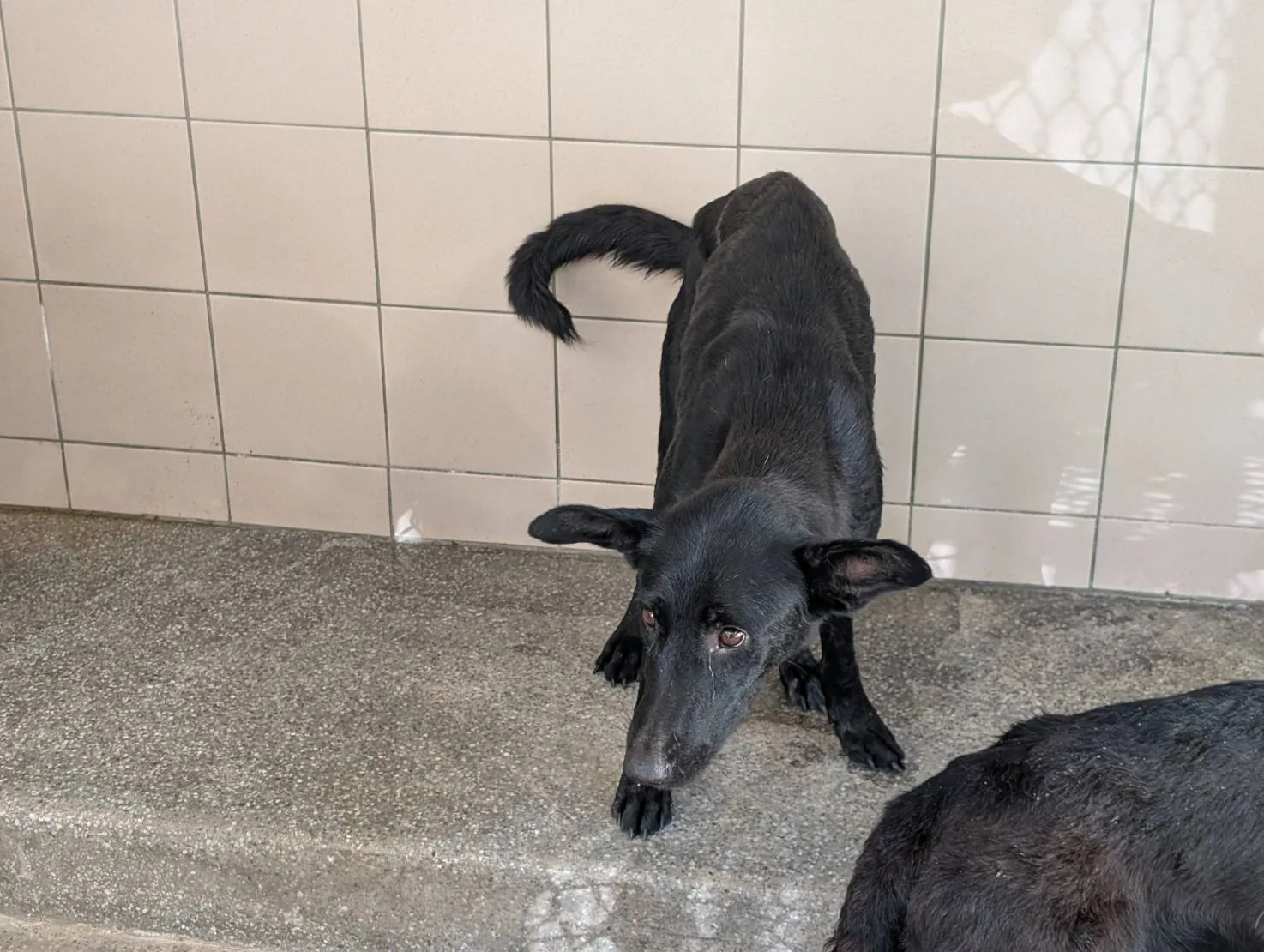 混種犬