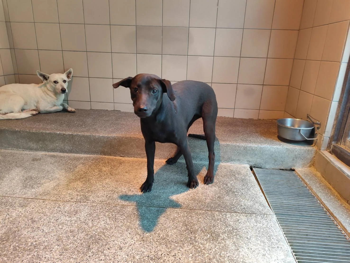 混種犬