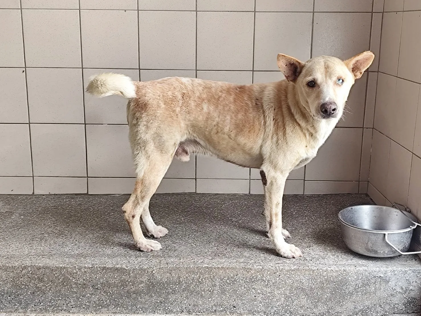 混種犬