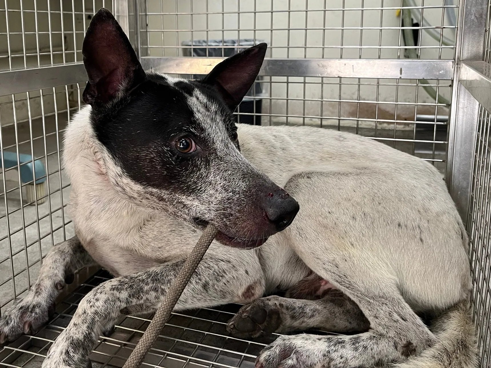 混種犬