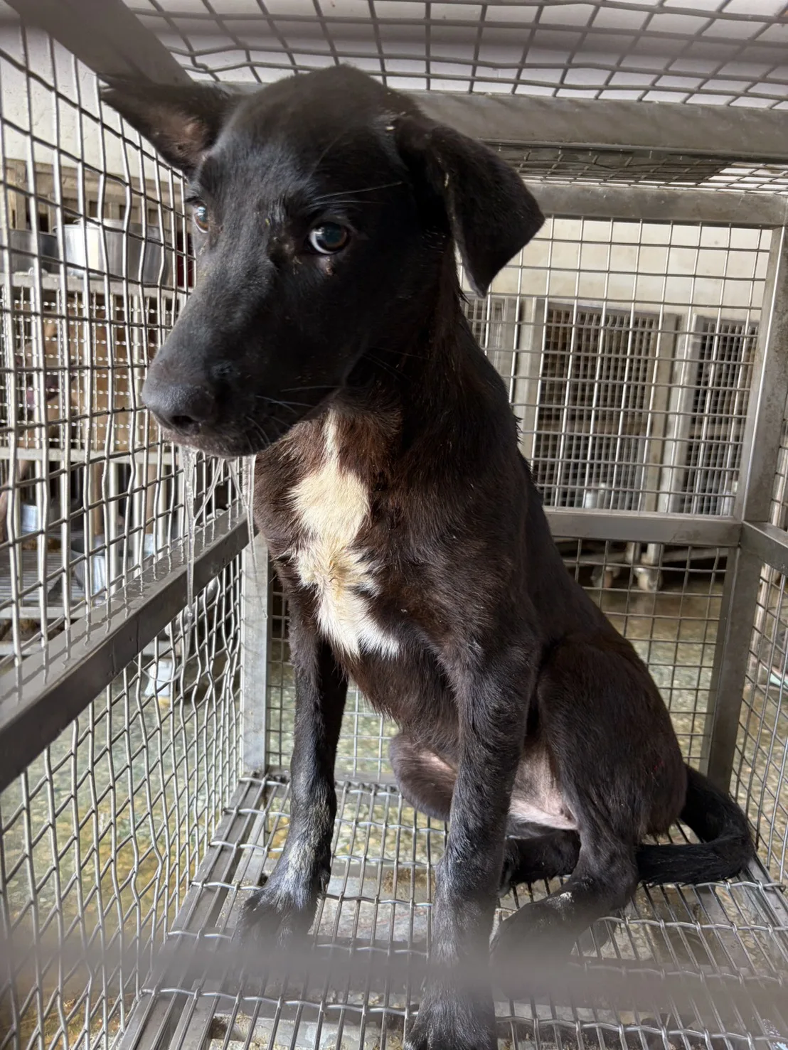 混種犬