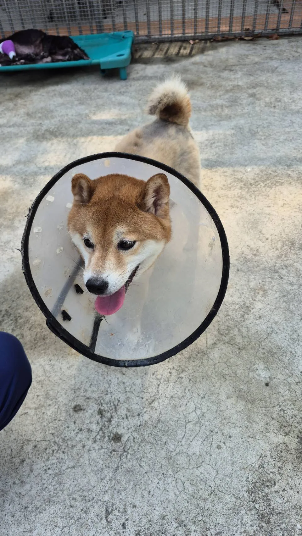 柴犬
