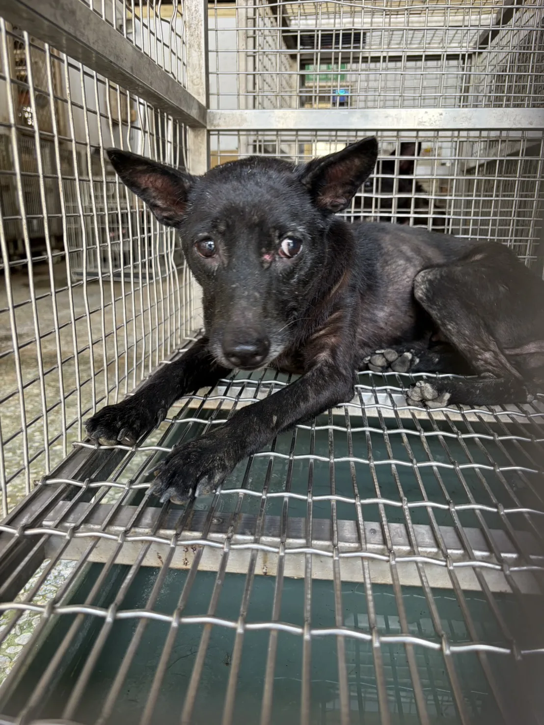 混種犬