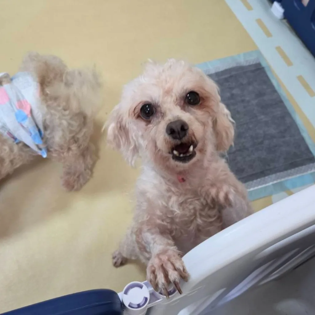 瑪爾濟斯犬