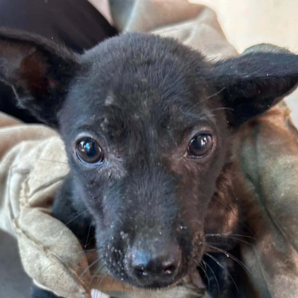 混種犬