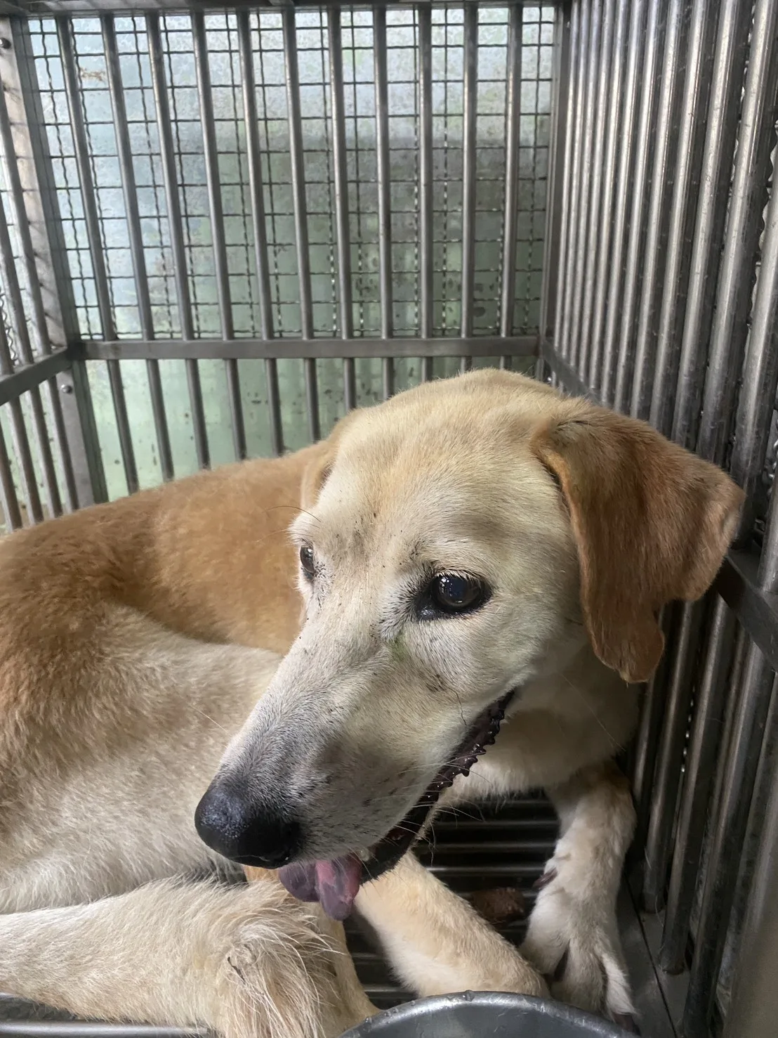 混種犬