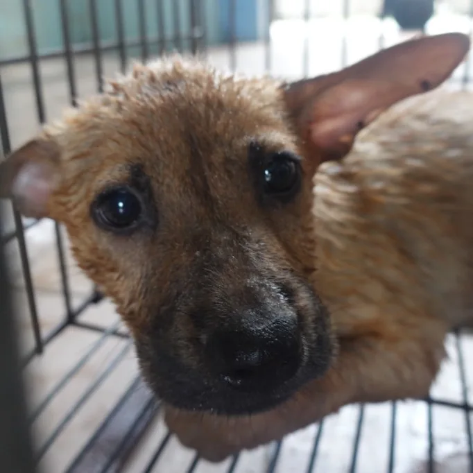 混種犬