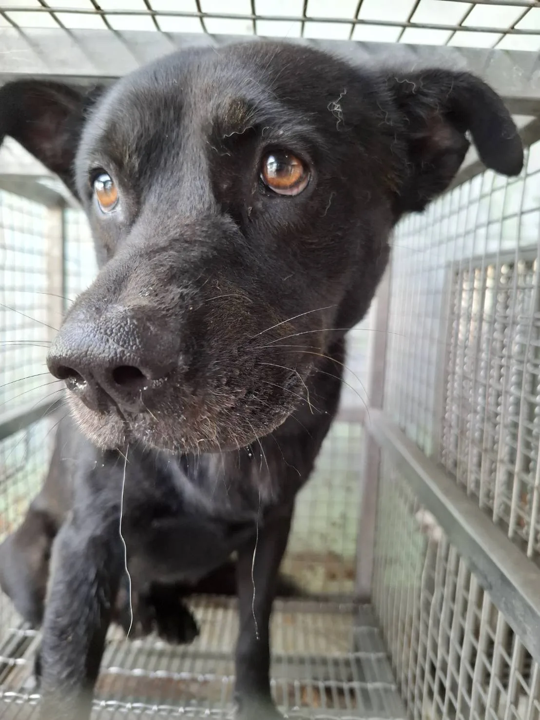 混種犬