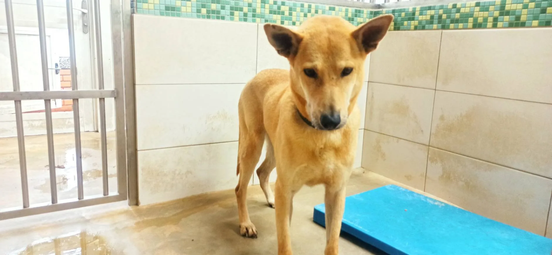 混種犬