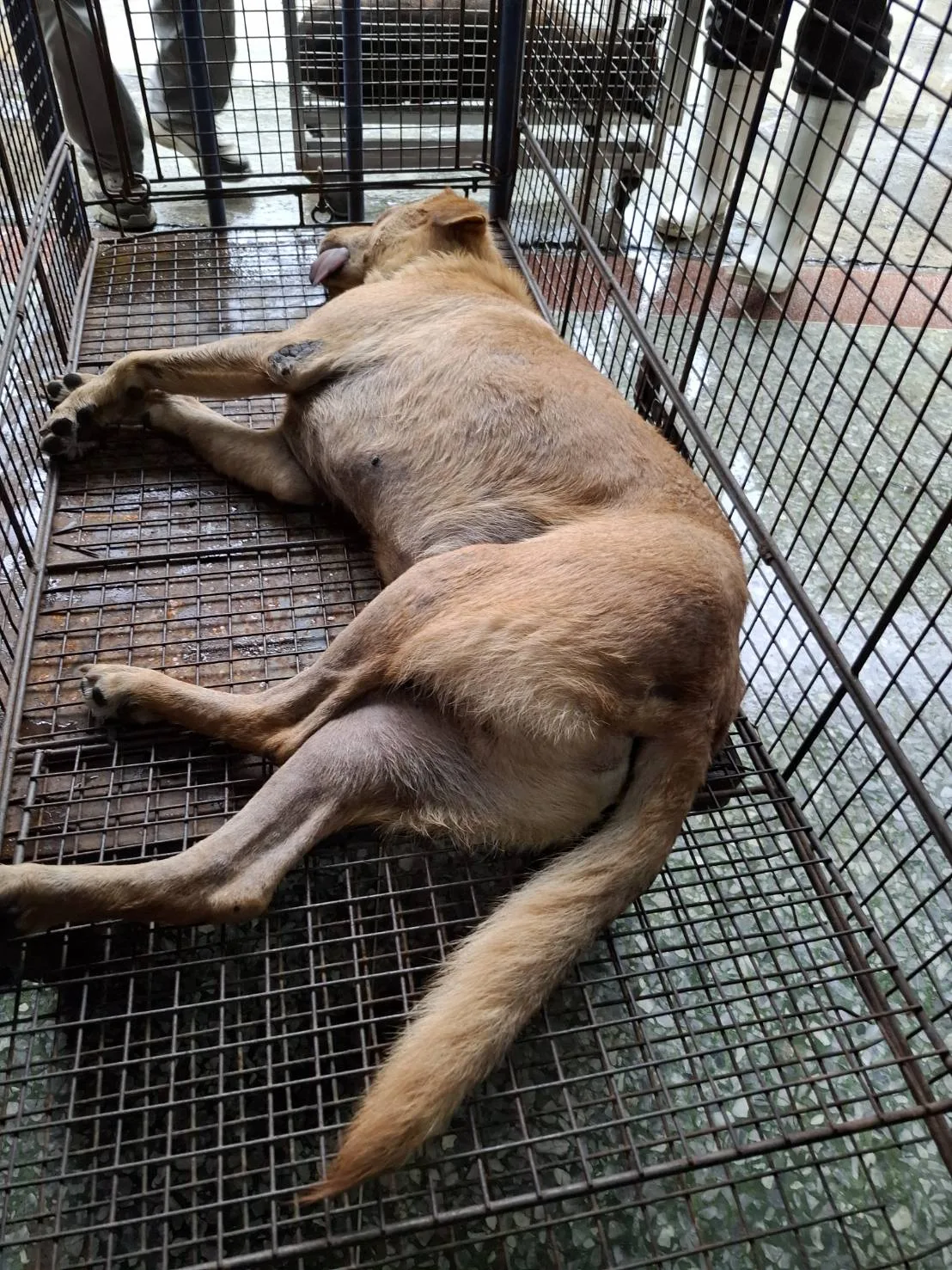 混種犬