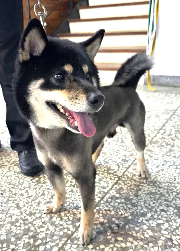 柴犬