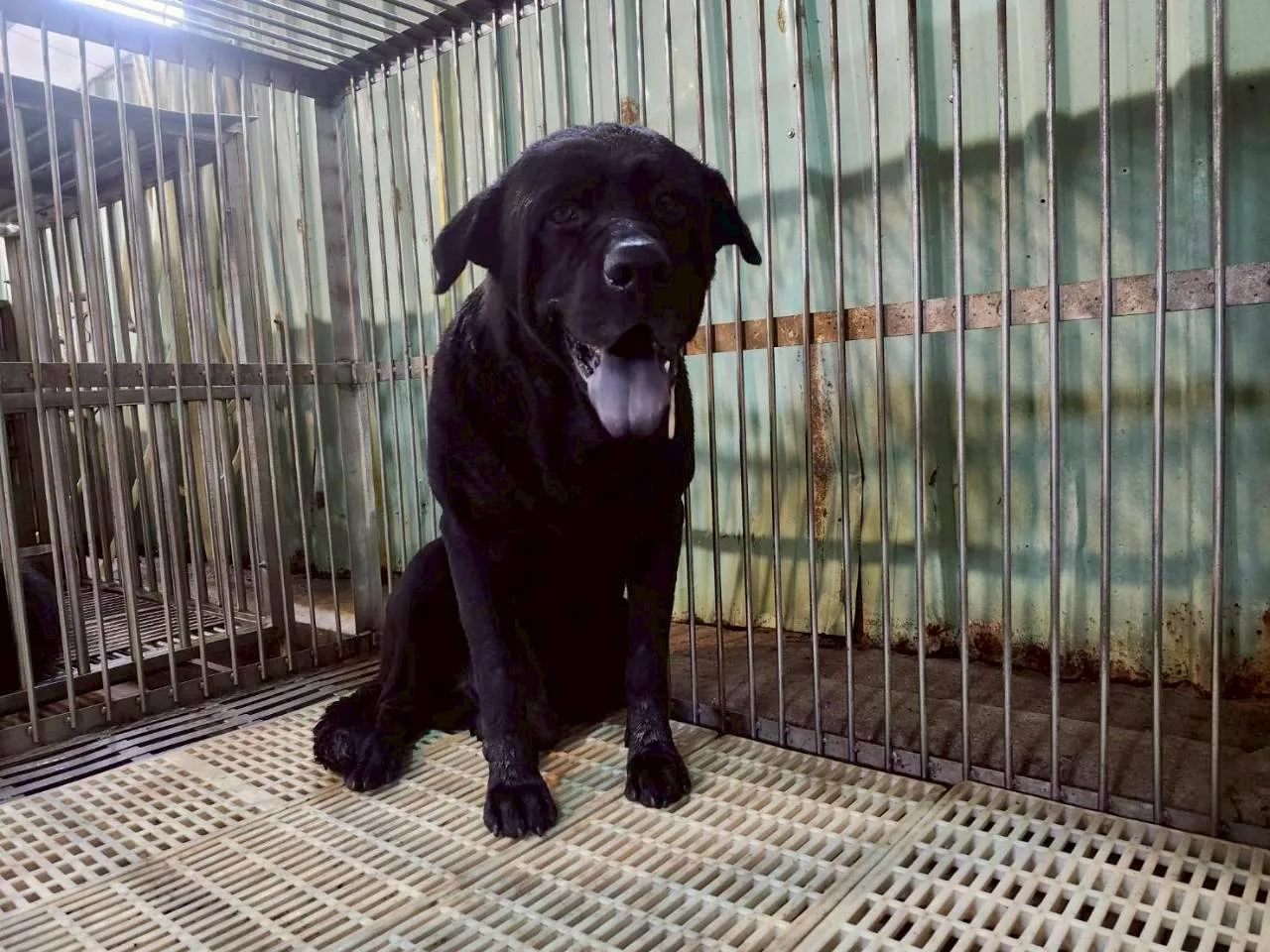 混種犬