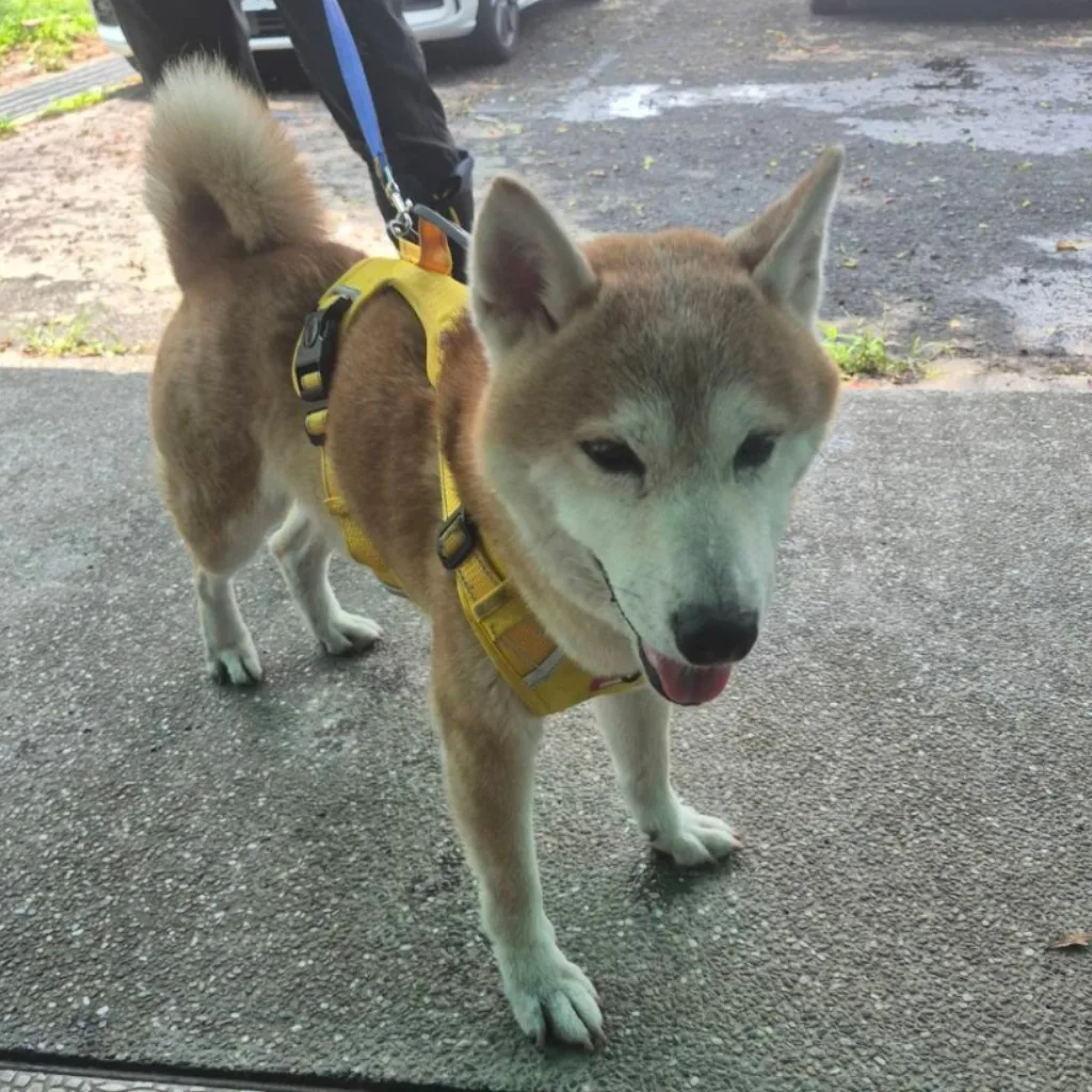 柴犬