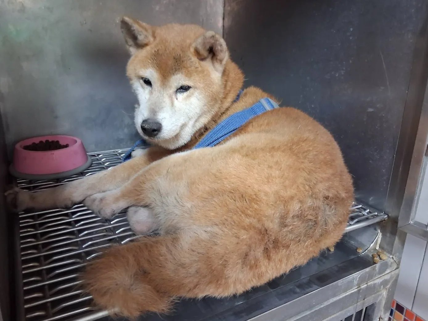 柴犬