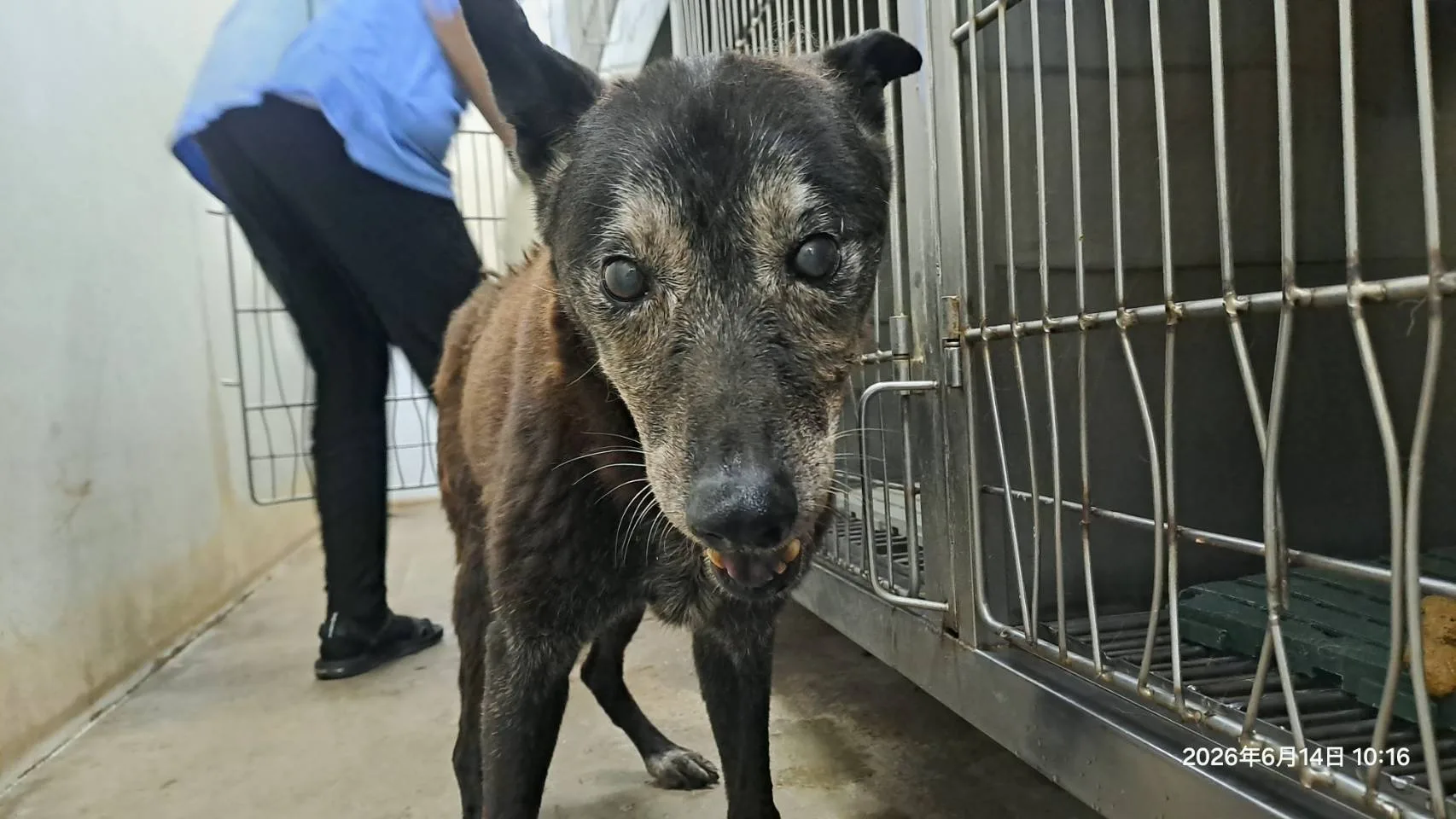 混種犬