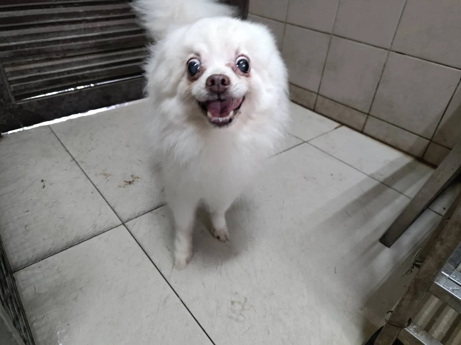 博美犬