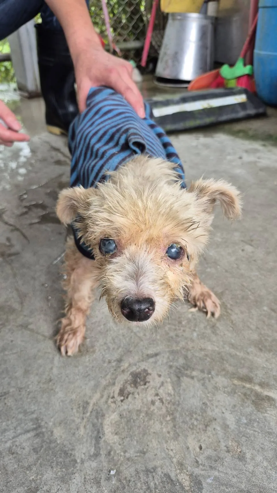 瑪爾濟斯犬