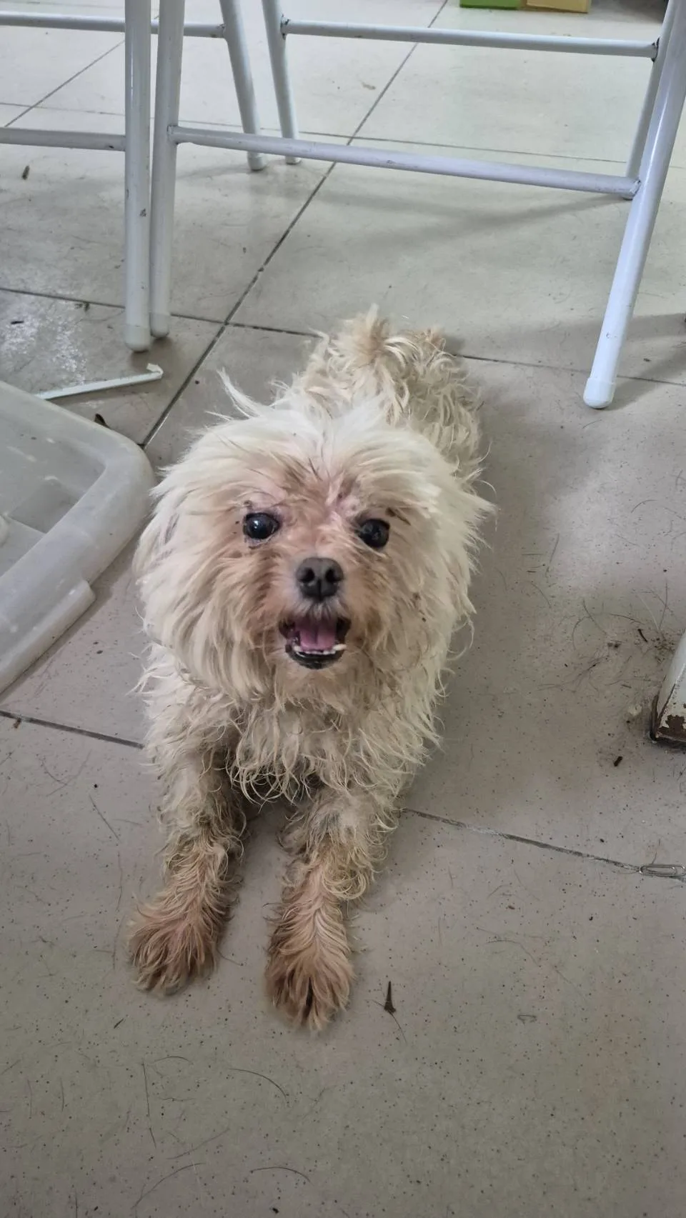 瑪爾濟斯犬