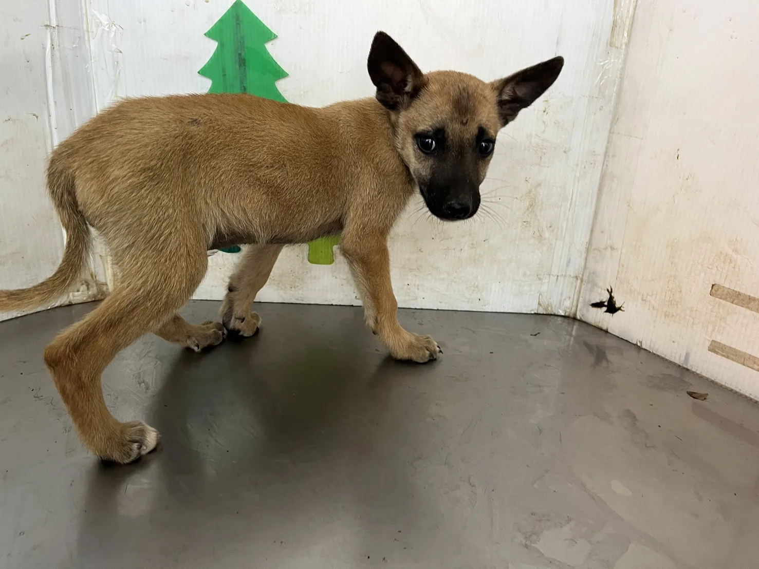 混種犬