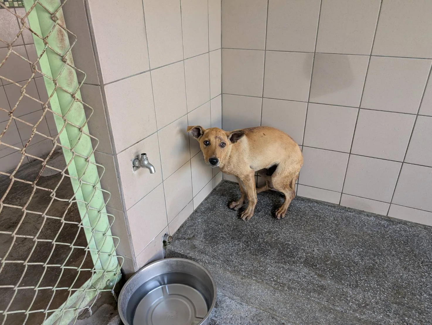 混種犬