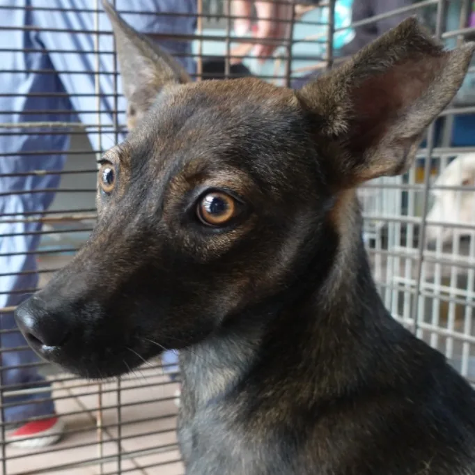 混種犬