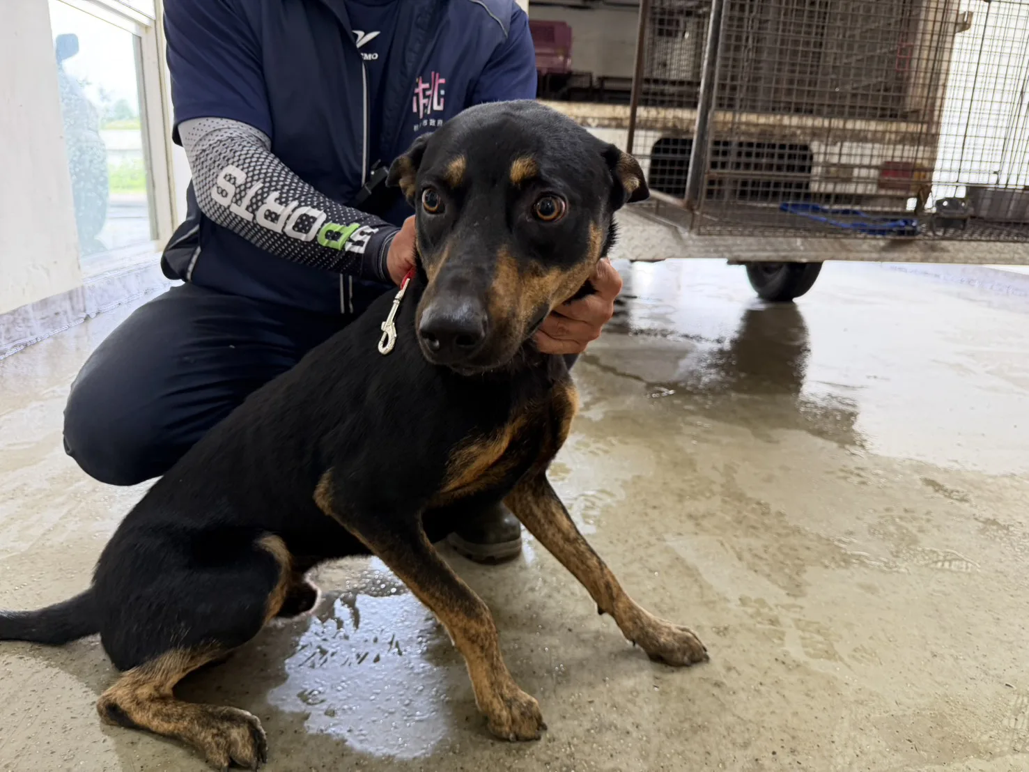 混種犬