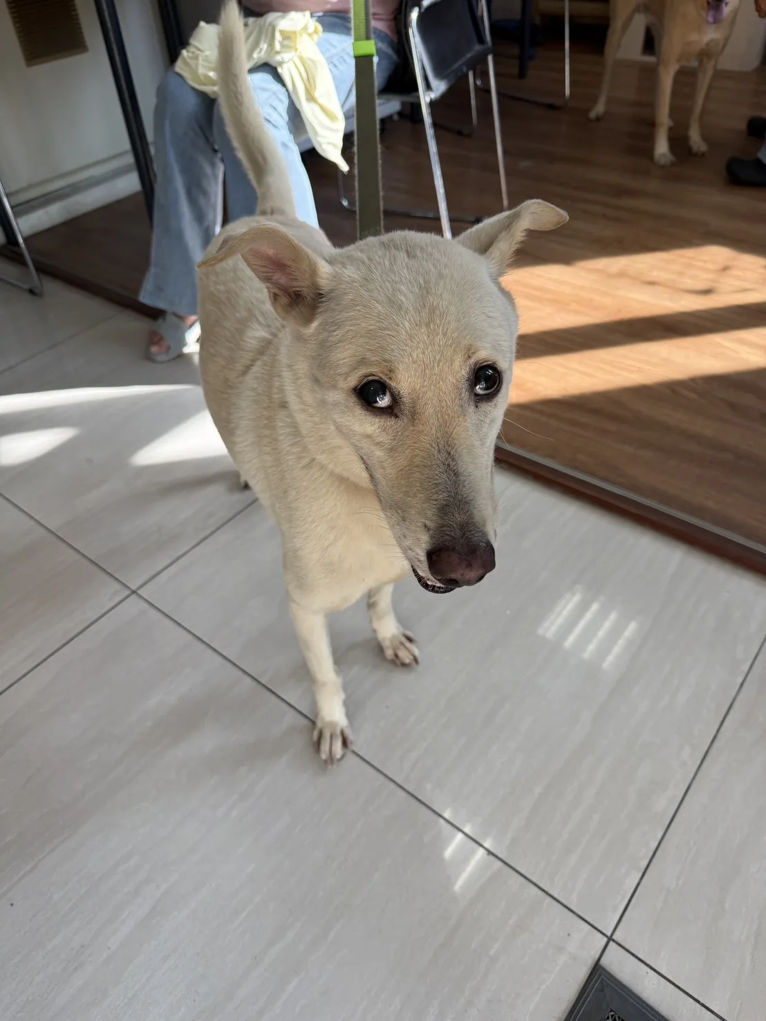 混種犬