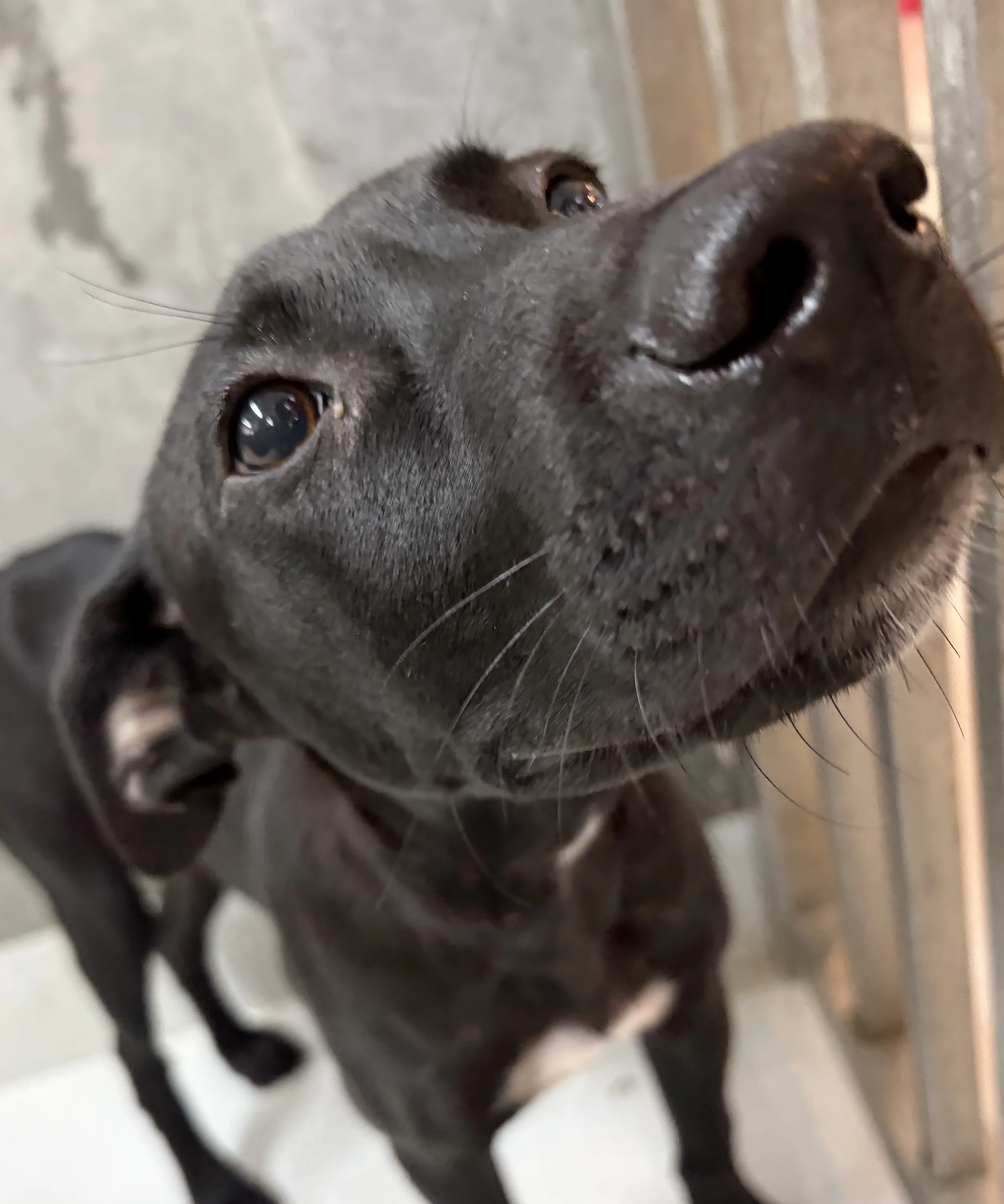 混種犬