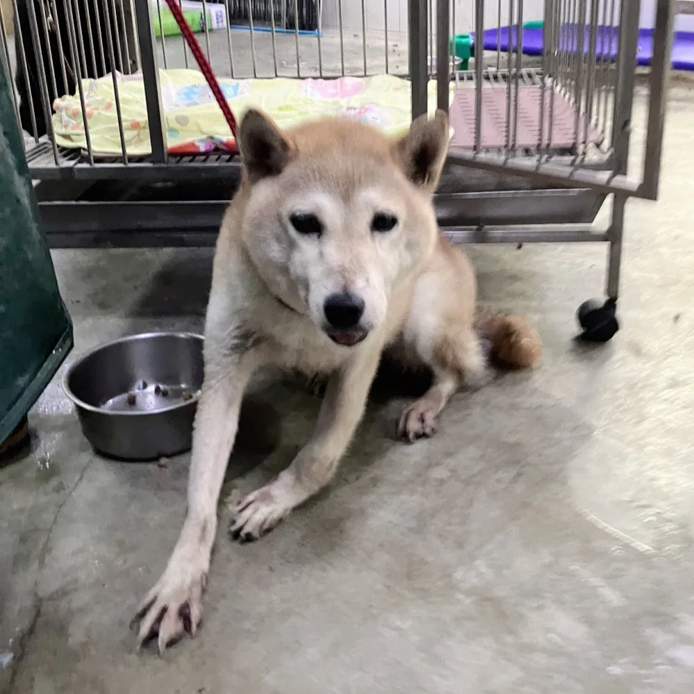 柴犬