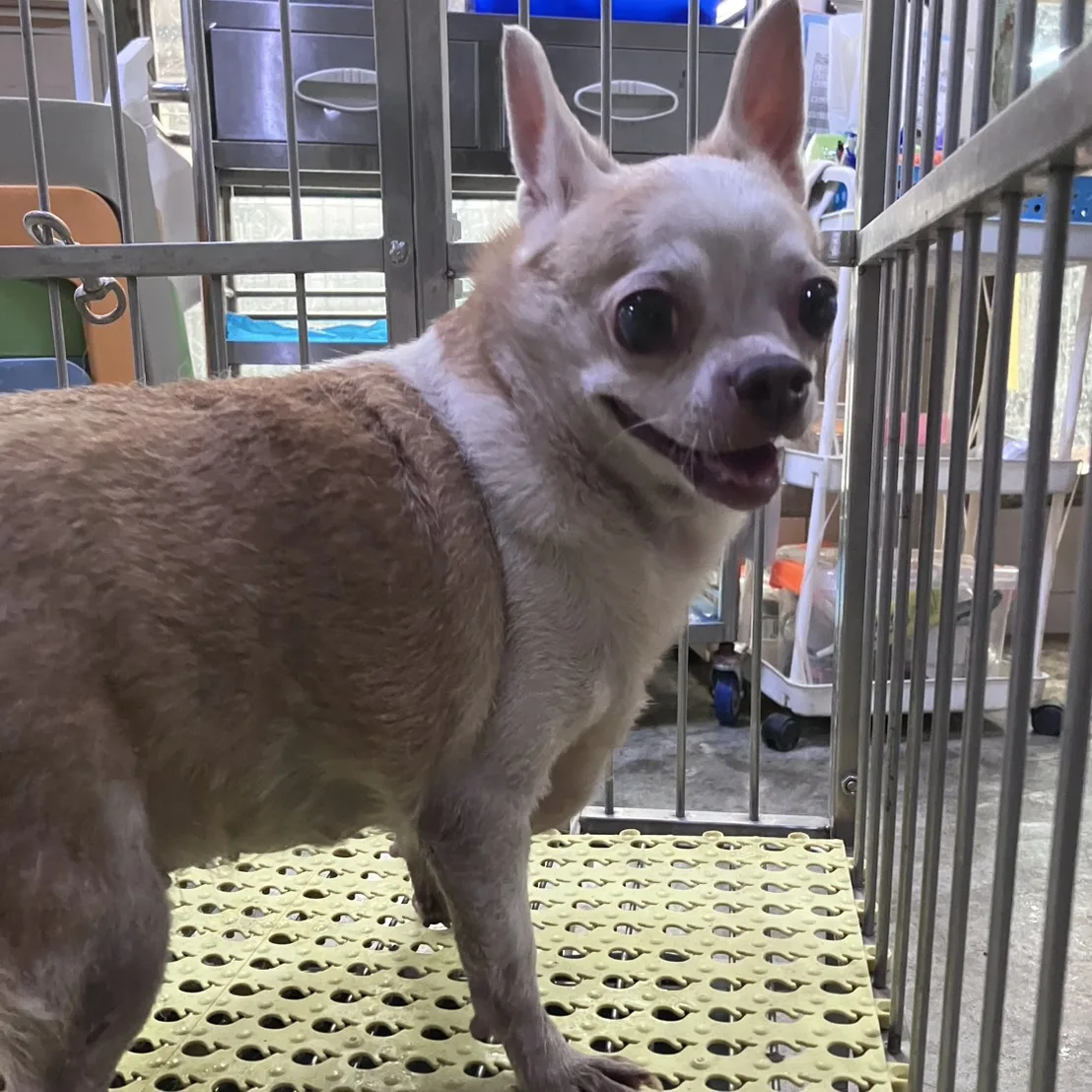 吉娃娃犬