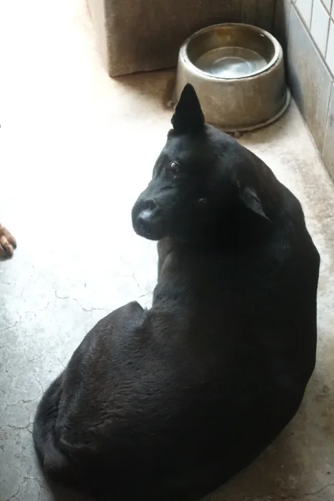 混種犬