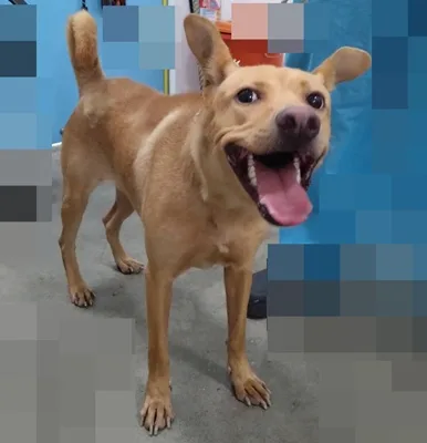 混種犬
