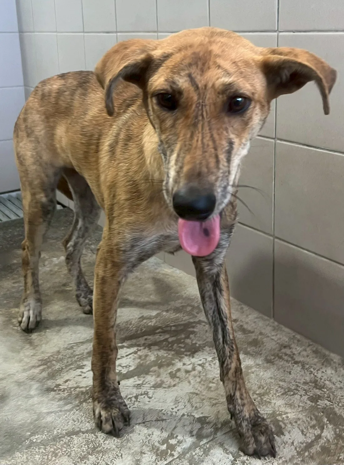混種犬