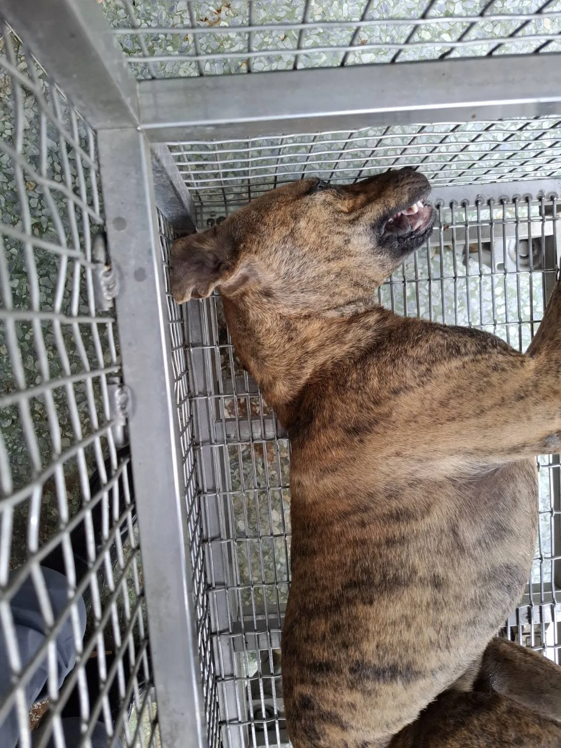 混種犬