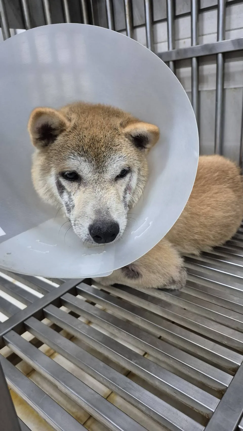 柴犬
