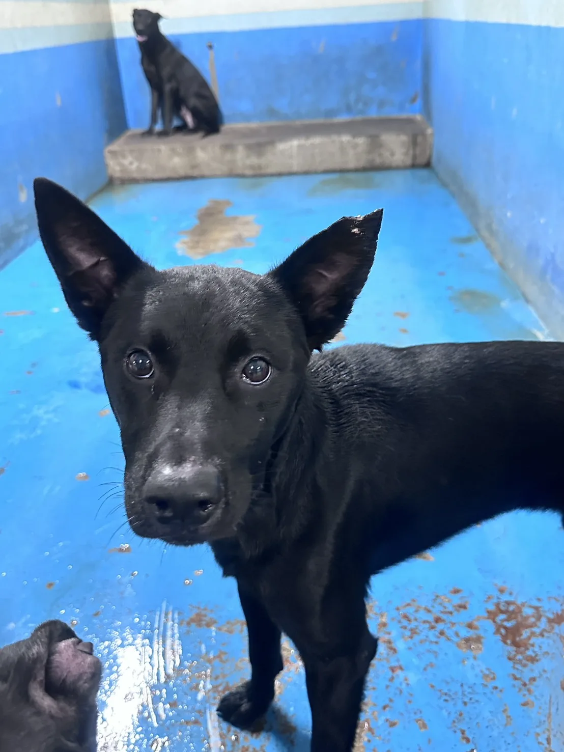 混種犬
