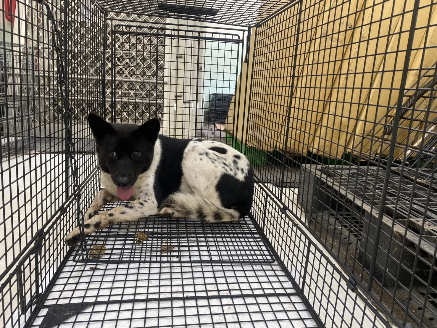 混種犬